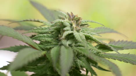 macro capture revealing the vivid orange pistils and crystalline coating on a mature cannabis flower.