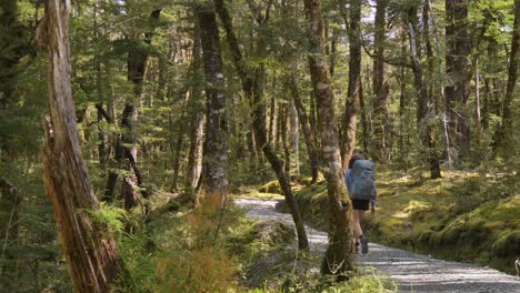 slider, female hiker walks through sunlit beech forest, routeburn track new zealand