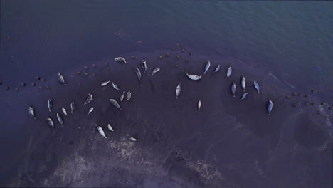 A-group-of-spotted-seals-resting-on-the-shore-of-an-Icelandic-beach