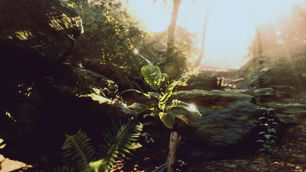 Sunlight filters through a lush forest illuminating a young plant
