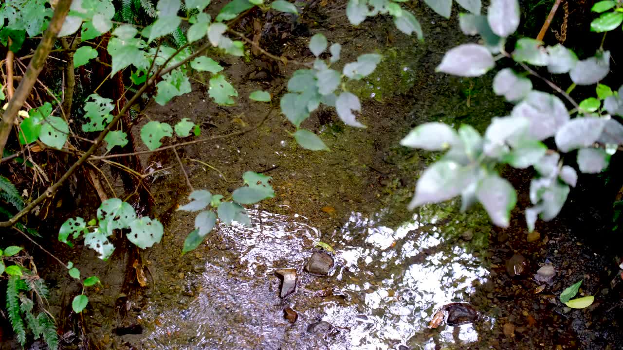Shallow stream of water flowing through native plants in Wellington botanic garden in capital city of New Zealand Aotearoa