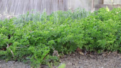 gardener watering green parsley vegetable in home garden