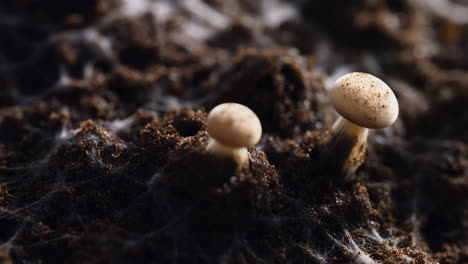 mycelium growth and emerging mushroom macro close-up