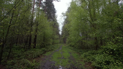 Extra-Wide-shot-of-a-wet-and-muddy-forest-path-track-with-pine-trees-and-brambles-in-a-forest-in-Nottinghamshire