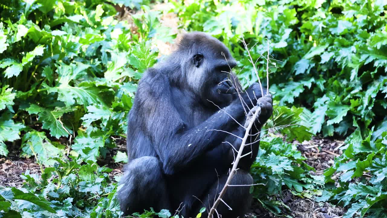 Gorilla che mangia un ramo nel suo habitat naturale
