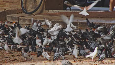 Palomas-Comiendo-Frenéticamente-En-Pasos-En-Valencia,-Calles-De-La-Ciudad-De-España---4k,-24fps