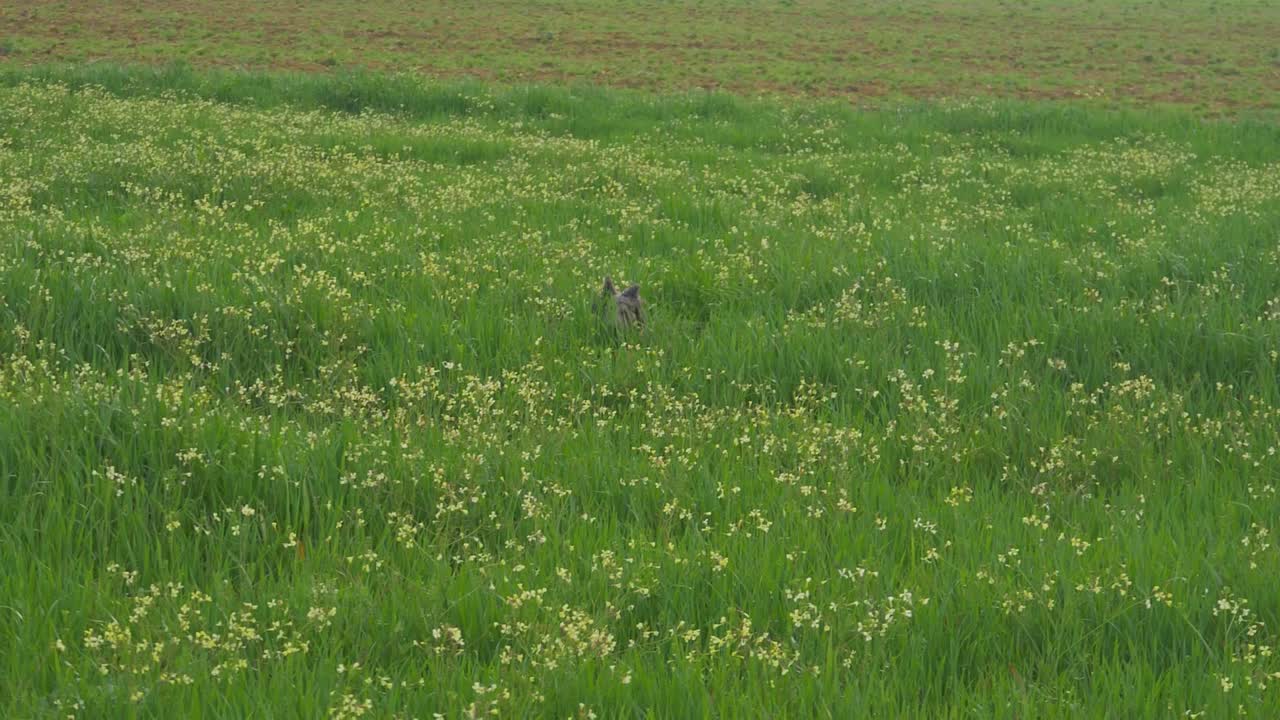 야생 들판의 키 큰 풀밭에서 점프하는 보더 콜리 개