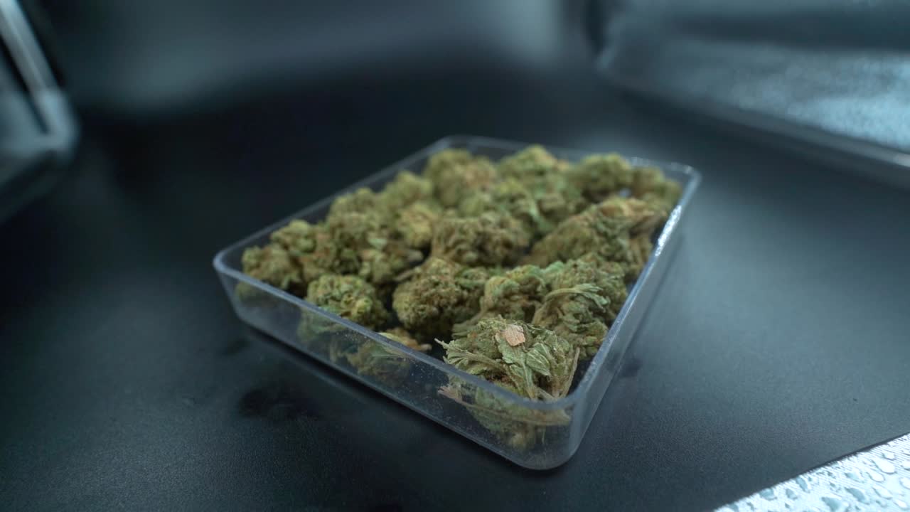 カナビス・プラント (cannabis plant) マリファナ・フラワー (marihuana flower) インディカ・サティバ (indica sativa) スローモーション (120fps) フルhd (hd) フィルム・スタジオ・ライティング (cinematic studio lighting)