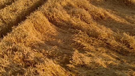 low shot over natural wheat harvest field