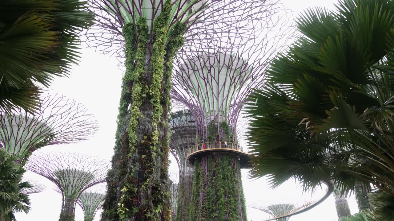 Passeggiando attraverso il Giardino dei Superalberi nei Gardens by the Bay a Singapore, guardando in alto un imponente Superalbero