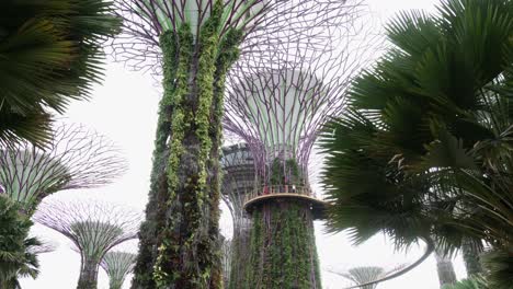 walking through the supertree grove in the gardens by the bay in singapore looking up at a mighty supertree