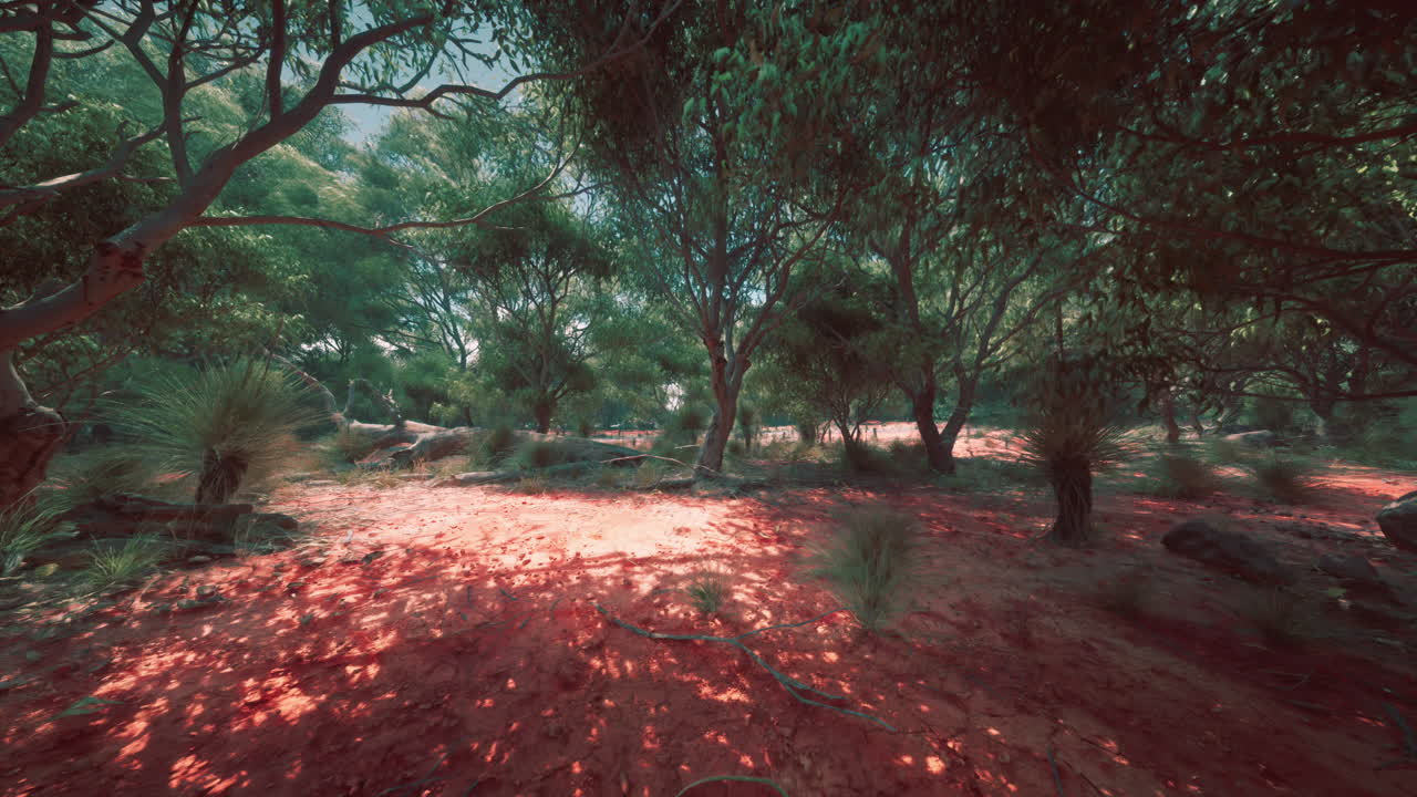 paisaje forestal del interior de australia