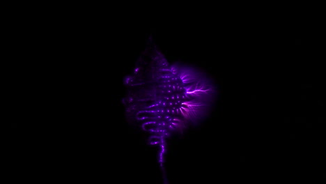 kirlian photography of electromagnetic discharge of leaf