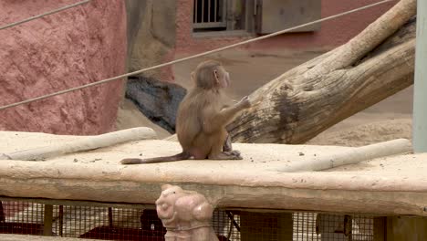 small child olive baboon sitting and eating green stick from tree branch in seoul zoo