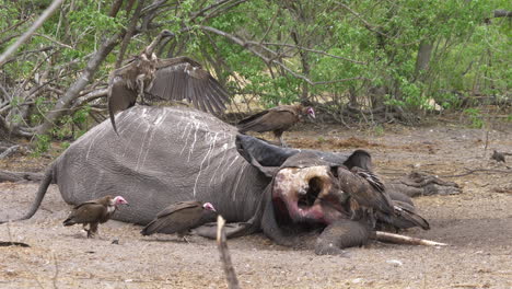 An-alpha-vulture-spreads-its-wings-while-standing-on-top-of-an-elephant-carcass