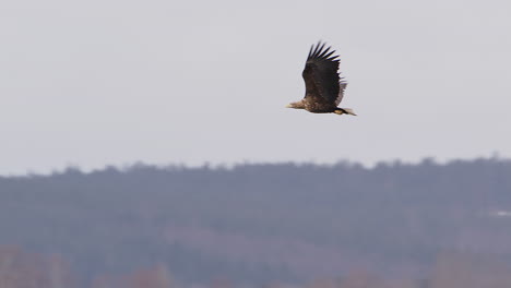 White-tailed-sea-eagle-flying-over-a-forest-in-Sweden,-wide-shot