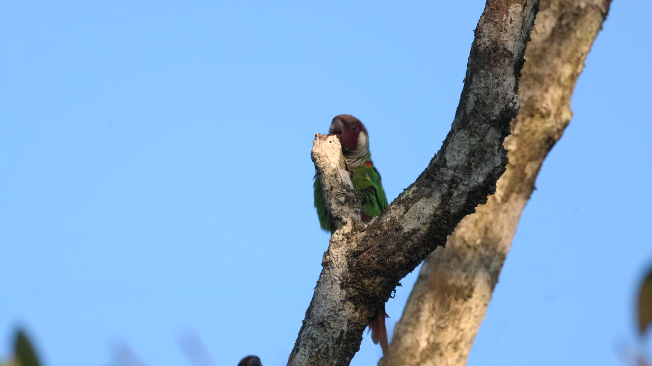 Endangered Grey-breasted parakeet parrot birds in tree in rainforest cloud forest- other ind.