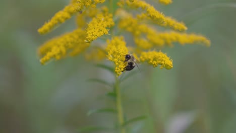 bumble bee climbing over goldenrod flower collecting nectar and pollenating a forest