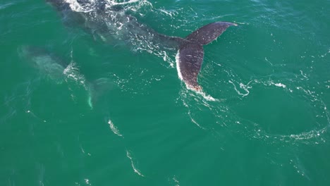 madre y bebé ballenas jorobadas nadando en el mar en nueva gales del sur, australia - fotografía de avión no tripulado