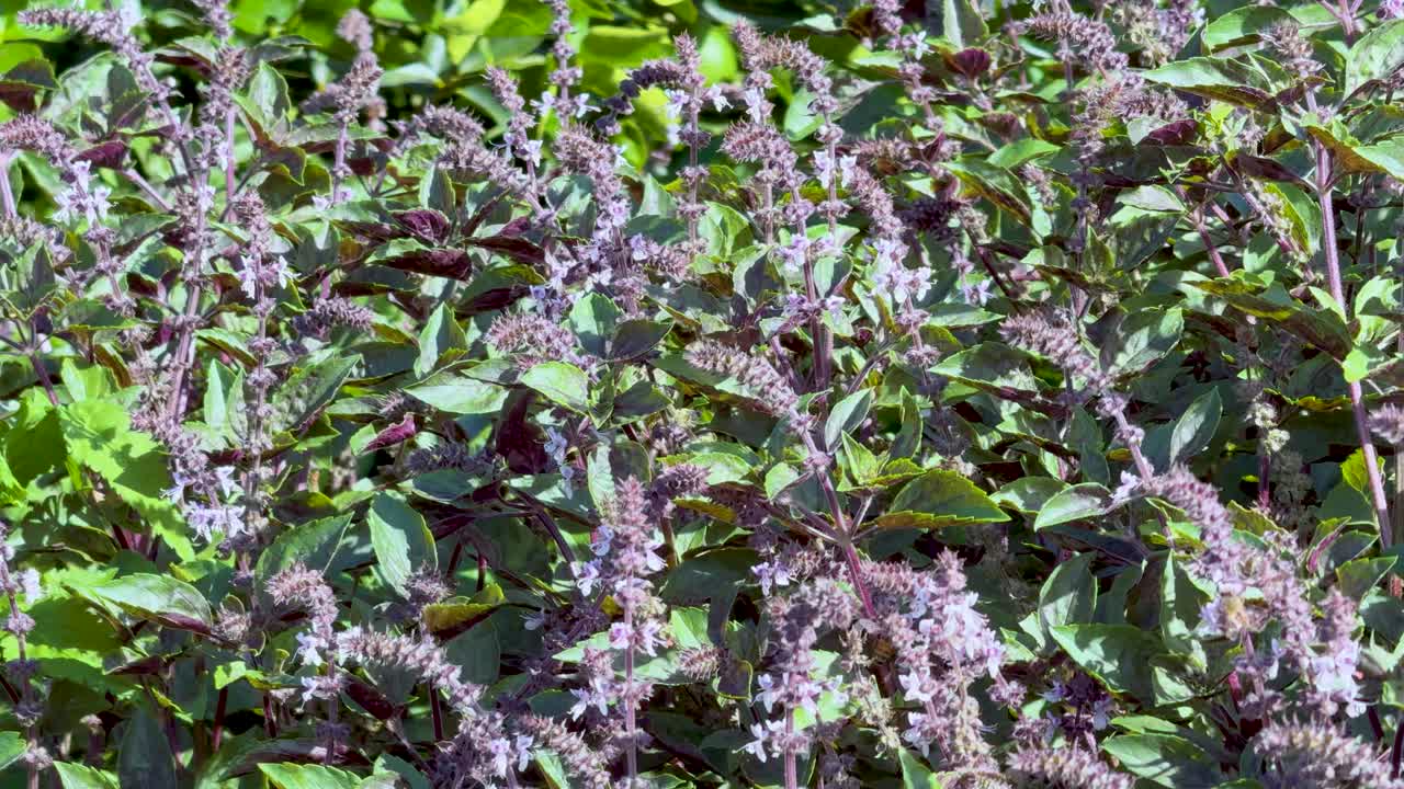 A bee hovers and waves among purple basil flowers in bright sunlight, captured with a static camera and natural lighting in a lush garden setting