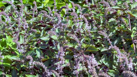 a bee hovers and waves among purple basil flowers in bright sunlight, captured with a static camera and natural lighting in a lush garden setting