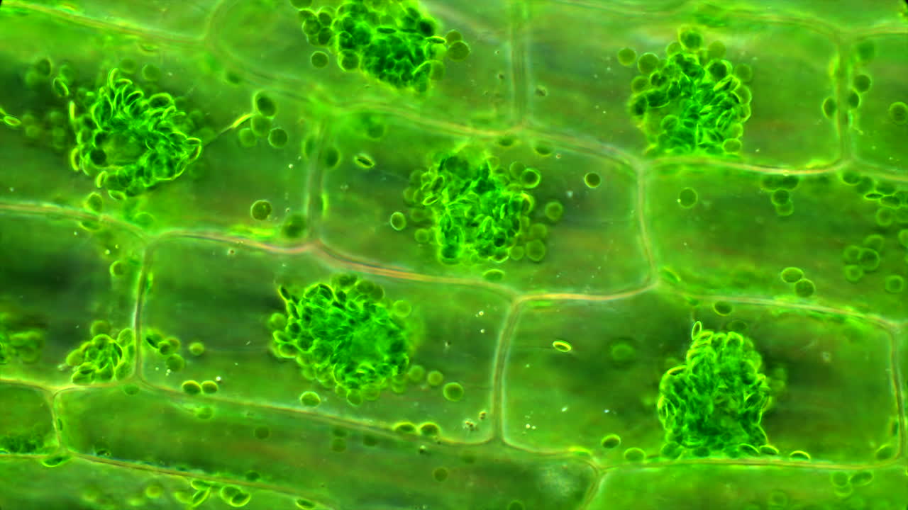 Microscopic View of Green Plant Cells with Chloroplasts