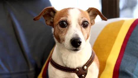 portrait of a sitting dog jack russell terrier