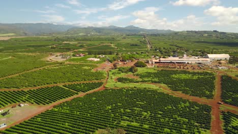 Molino-De-Café-En-Cultivo-De-Rancho-De-Café.