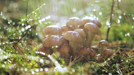 hongos armillaria de agarico de miel en un bosque soleado bajo la lluvia.