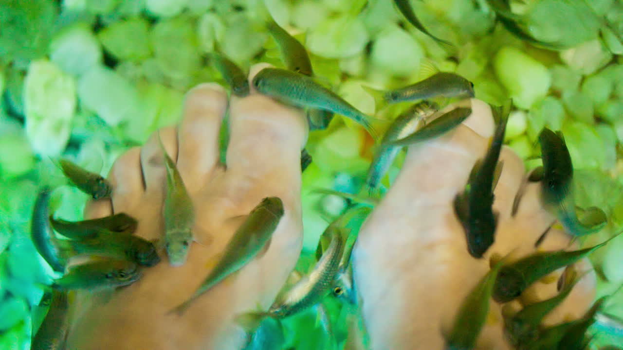 tratamiento de balneario de peces de los pies femeninos