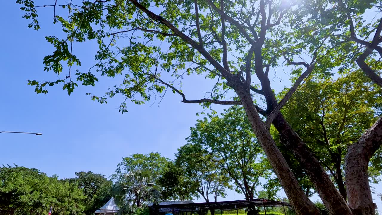 Lush green trees under a clear blue sky with sunlight filtering through, captured in Bangkok's Rama IX Park