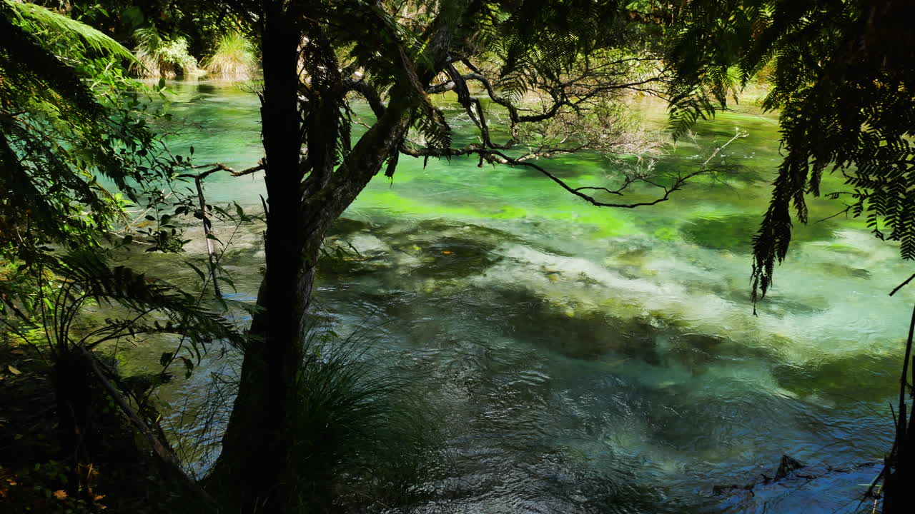 rio tarawera de cor verde cristalino fluindo na selva densa de nz