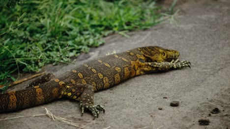 Nile-monitor-on-rock,-striking-skin-pattern,-basking-in-sun