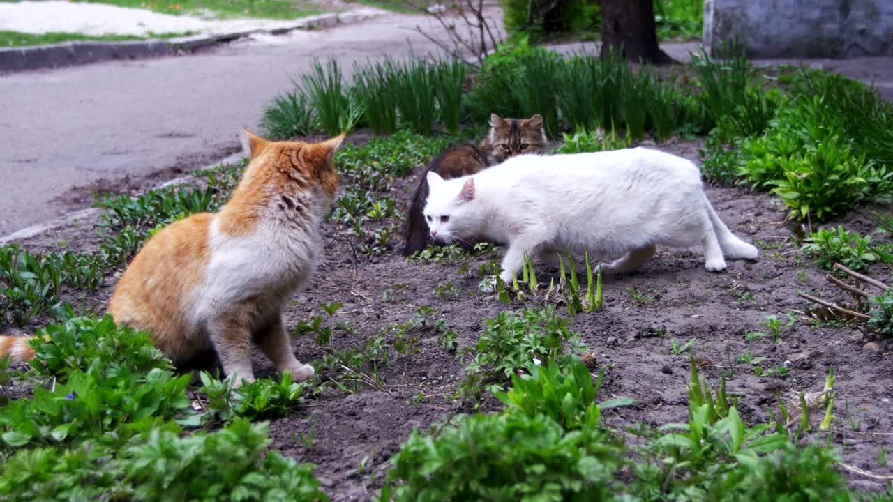 공원의 거리에서 세 마리의 노숙자 고양이