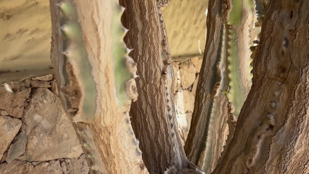 Upward tilting camera movement reveals the height and structure of a tall Canary Island Spurge (Euphorbia canariensis) against a blue sky. Fuerteventura, Spain