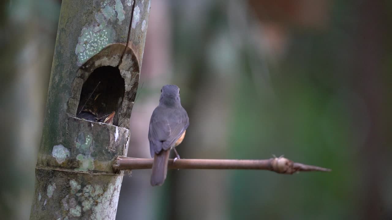 a mother worm flycatcher is cleaning from her child's anus, then throwing it away