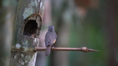 a mother worm flycatcher is cleaning from her child&#039;s anus, then throwing it away