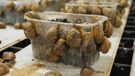 Container-Mit-Schnecken-Auf-Dem-Bauernhof,-Wo-Sie-Angebaut-Werden