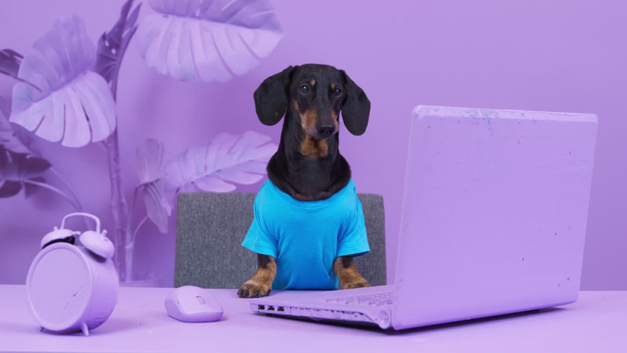 Dressed dachshund friend barks sitting near laptop at table against pot-plant. Creative room design painted in purple color. Life in fantasy world