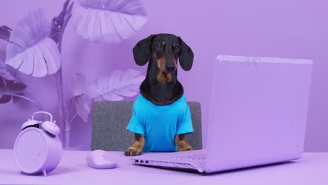 dressed dachshund friend barks sitting near laptop at table against pot-plant. creative room design painted in purple color. life in fantasy world