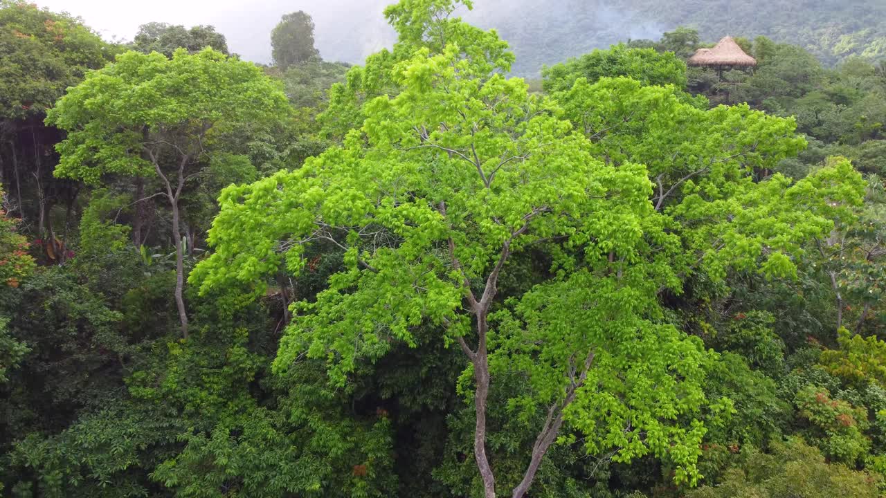 Bird eye view by drone of towering trees in lush, Colombian rainforest