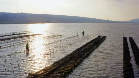 slow aerial pan reveals oyster farmers tending to their beds at low tide, bathed in soft morning light.