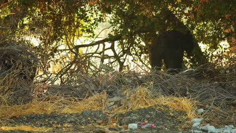 Adorable-Cachorro-De-Oso-Joven-Explorando-El-Suelo-Del-Bosque-Lleno-De-Basura,-Estático