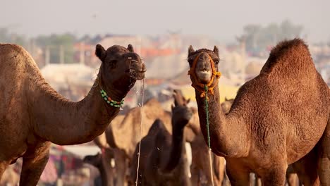 camellos en cámara lenta en la feria de pushkar, también llamada feria de camellos de pushkar o localmente como kartik mela es una feria anual de varios días de ganado y cultural que se celebra en la ciudad de pushkar rajasthan, india.