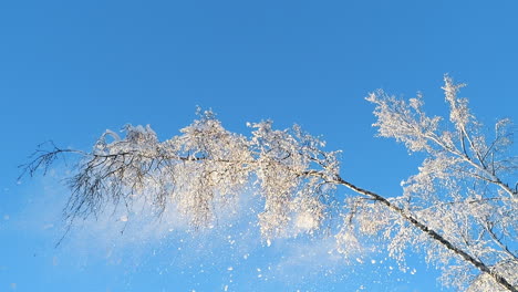 Ramas-Cubiertas-De-Escarcha-Contra-Un-Cielo-Azul-Claro-Con-Copos-De-Nieve-Que-Caen-Lentamente