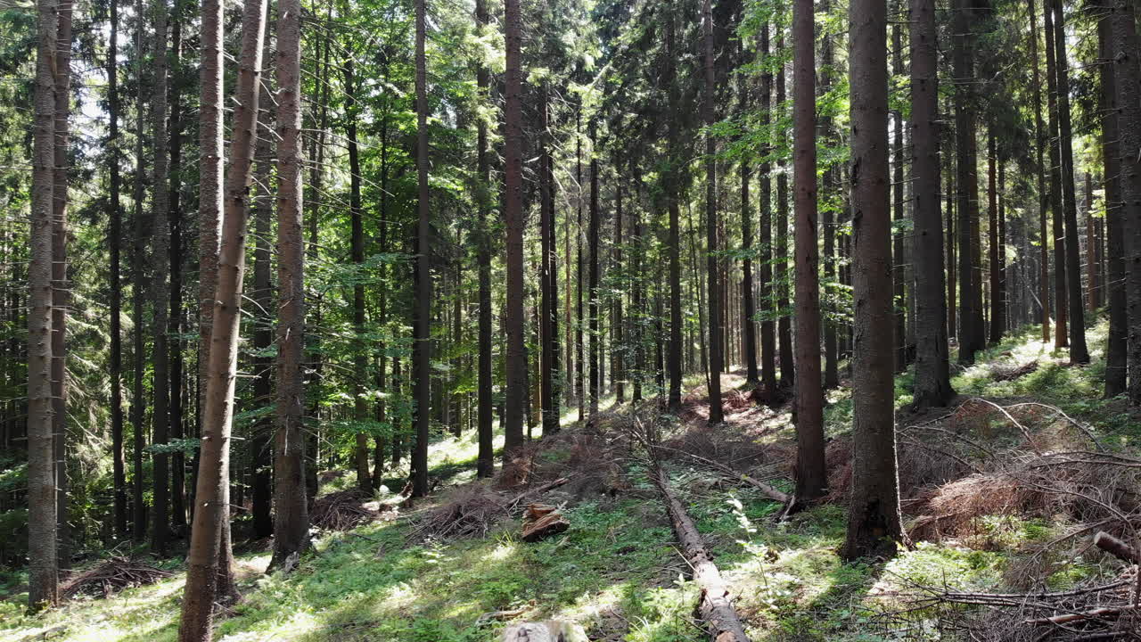 Passeggiando in una foresta rigogliosa, la luce del sole filtra attraverso gli alberi ad alto fusto. La ricca vegetazione offre una fuga tranquilla nella natura, perfetta per gli appassionati di attività all'aperto.