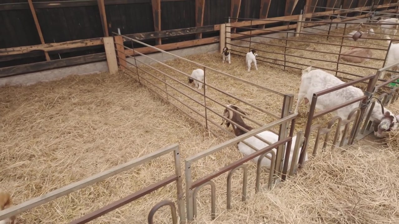 Plan en mouvement d'une famille de chèvres blanches et marron avec leurs chevreaux pendant le nourrissage à l'intérieur d'une ferme.
