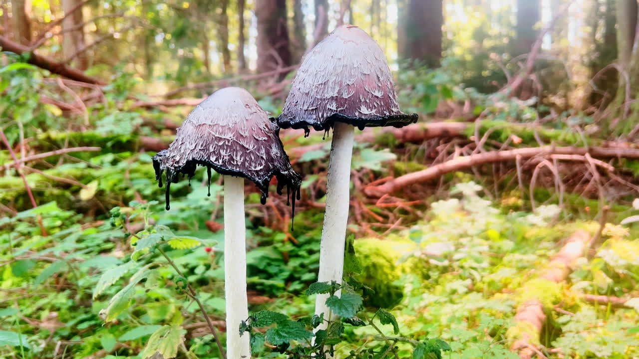 Discover the elegant Coprinus comatus mushroom, a wild delicacy thriving in the forest's natural environment