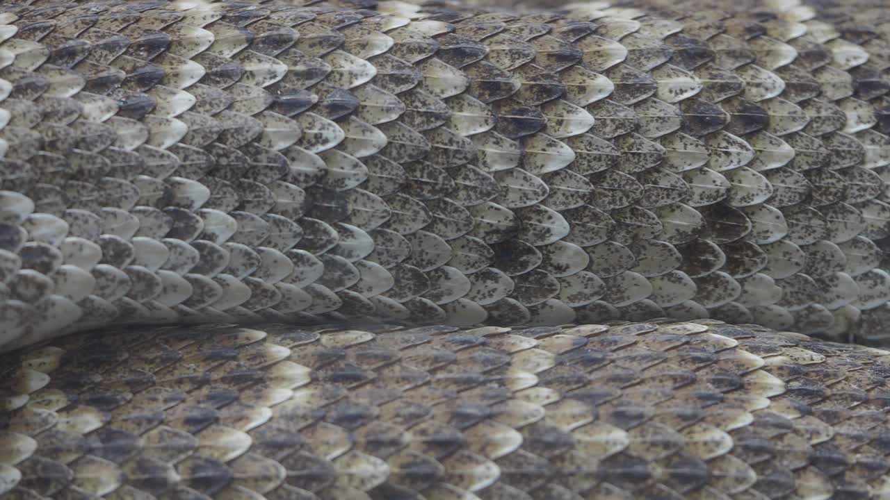 Close-up of Snake Scales