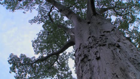 坦桑尼亞塔蘭吉雷國家公園 (tarangire national park) 的一棵壯觀的<unk>樹